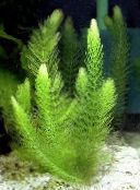 green Coontail, Hornwort Aquatic Plants