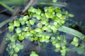 light green Duckweed Aquatic Plants