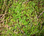 green Spring meadow spikemoss, Swiss clubmoss Ferns