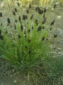 fénykép Kerti Növények Kék Lápi Fű gabonafélék, Sesleria zöld