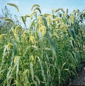 fotografija Vrtne Rastline Lisičjega Repa Proso žito, Setaria zelena