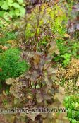 burgundy,claret Mitsu-ba, Japanese Honeywort, Japanese Parsley Leafy Ornamentals