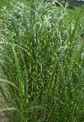 light green Spartina, Prairie Cord Grass Cereals