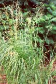 photo des plantes de jardin Spartine, La Spartine Pectinée des céréales, Spartina clair-vert