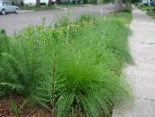 フォト 園芸植物 Sporobolus、草原ドロップシード コーンフレーク 緑色
