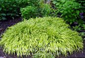 multicolor Hakone Grass, Japanese Forest Grass Cereals