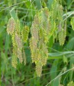 foto Vrtne Biljke Šljokica Trava, Divlje Zobi, Sjevernom Moru Zob trave (žitarice), Chasmanthium zelena