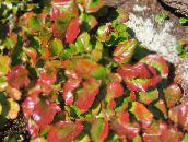 multicolor Schizocodon Leafy Ornamentals