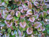 foto Trädgårdsväxter Schizocodon dekorativbladiga brokiga