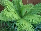 light green Male fern, Buckler fern, Autumn Fern 