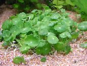 green Whorled, Water Pennywort, Dollarweed, Manyflower Marsh Pennywort Aquatic Plants