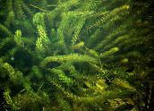 grün Anacharis, Kanadische Elodea, Amerikanische Wasserpest, Sauerstoff Unkraut 