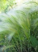 silvery Foxtail barley, Squirrel-Tail Cereals