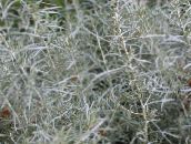 foto  Helichrysum, Curry Plant, Immortelle lommerrijke sierplanten zilverachtig
