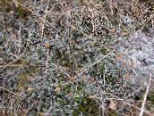 bilde Hageplanter New Zealand Messingknapper grønne pryd, Cotula leptinella, Leptinella squalida sølv
