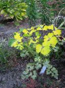 yellow Double Columbine Leafy Ornamentals