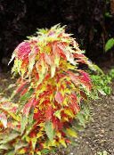fotoğraf  Joseph Ceket, Çeşme Bitki, Yaz Poinsettia, Tampala, Çince Ispanak, Bitkisel Amarant, Een Choy yapraklı süs, Amaranthus-Tricolor çok renkli