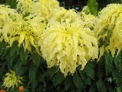 gelb Josephs Rock Brunnen Pflanze, Sommer Weihnachtsstern, Tampala, Chinesische Spinat, Gemüse Amaranth, Een Choy Dekorative-Laub