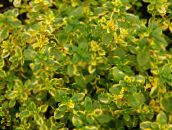 multicolor Lemon Thyme Leafy Ornamentals