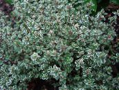 bilde Hageplanter Sitron Timian grønne pryd, Thymus-citriodorus flerfarget
