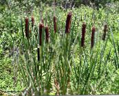 green Broadleaf Cattail, Bulrush, Cossack Asparagus, Flags, Reed Mace, Dwarf Cattail, Graceful Cattail Aquatic Plants