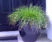 foto  Glasvezel Gras, Kwelder Bulrush waterplanten, Isolepis cernua, Scirpus cernuus groen