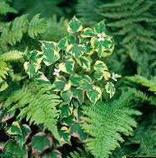 mynd  Chameleon Planta ferskt ornamentals, Houttuynia multicolor