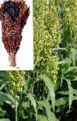 green Broom Corn Cereals