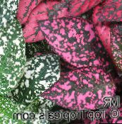 multicolor Polka dot plant, Freckle Face Leafy Ornamentals
