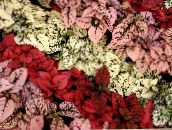 снимка Градински цветя Полка Точка Растение, Лунички Лице декоративни листни, Hypoestes червен