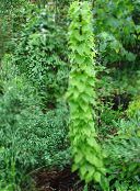 grün Dioscorea Caucasica Dekorative-Laub