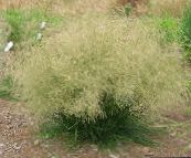light green Tufted Hairgrass (Golden Hairgrass) Cereals