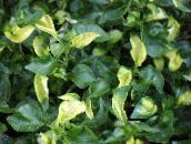 bilde Hageplanter Alternanthera grønne pryd hvit