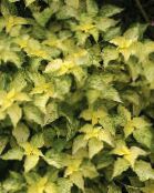 yellow False Nettle, Japanese Boehmeria Leafy Ornamentals