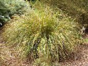 yellow Pheasant's Tail Grass, Feather Grass, New Zealand wind grass Cereals