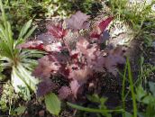 burgundy,claret Heuchera, Coral flower, Coral Bells, Alumroot Leafy Ornamentals