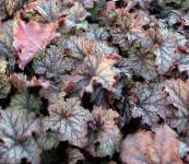 zdjęcie Ogrodowe Rośliny Żurawka dekoracyjny-liście, Heuchera barwny