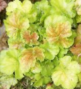 hell-grün Heuchera, Korallenrote Blumen, Korallen Glocken, Alumroot Dekorative-Laub