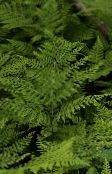 green Diplazium sibiricum Ferns