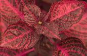 red Bloodleaf, Chicken Gizzard Leafy Ornamentals