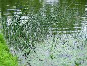 foto  Den Sanna Säv vattenväxter, Scirpus lacustris grön