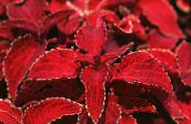 red Coleus, Flame Nettle, Painted Nettle Leafy Ornamentals