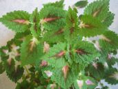 green Coleus, Flame Nettle, Painted Nettle Leafy Ornamentals