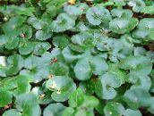 green Asarabacca, European Wild Ginger Leafy Ornamentals