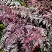 burgundy,claret Lady fern, Japanese painted fern 