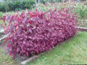 burgundy,claret Red Orach, Mountain Spinach Leafy Ornamentals
