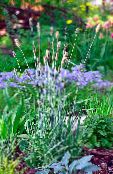 light blue Foxtail grass Cereals