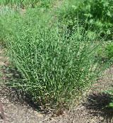 green Eulalia, Maiden Grass, Zebra Grass, Chinese Silvergrass Cereals