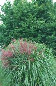 ფოტო ბაღის მცენარეები Eulalia, ქალიშვილობის ბალახის, Zebra ბალახის, ჩინური Silvergrass მარცვლეული, Miscanthus sinensis მწვანე