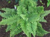green Hard shield fern, Soft shield fern 